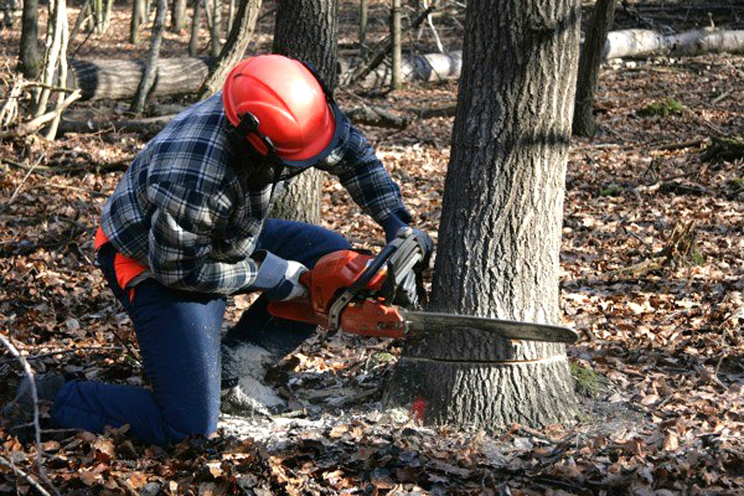 logging