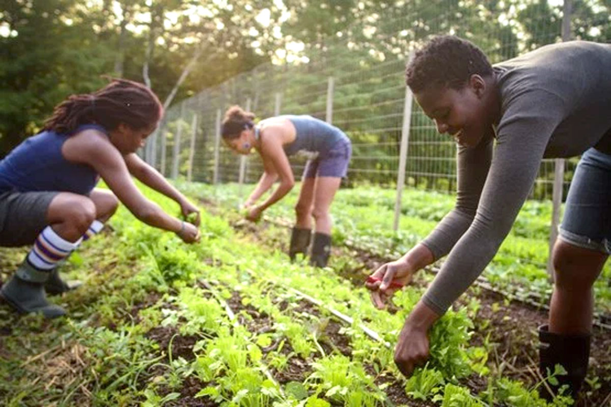 black farming 110620