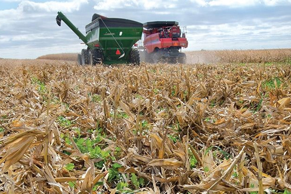 cover crop3 090220