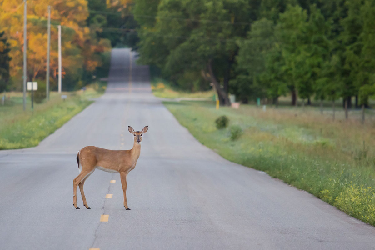 deer road 100520