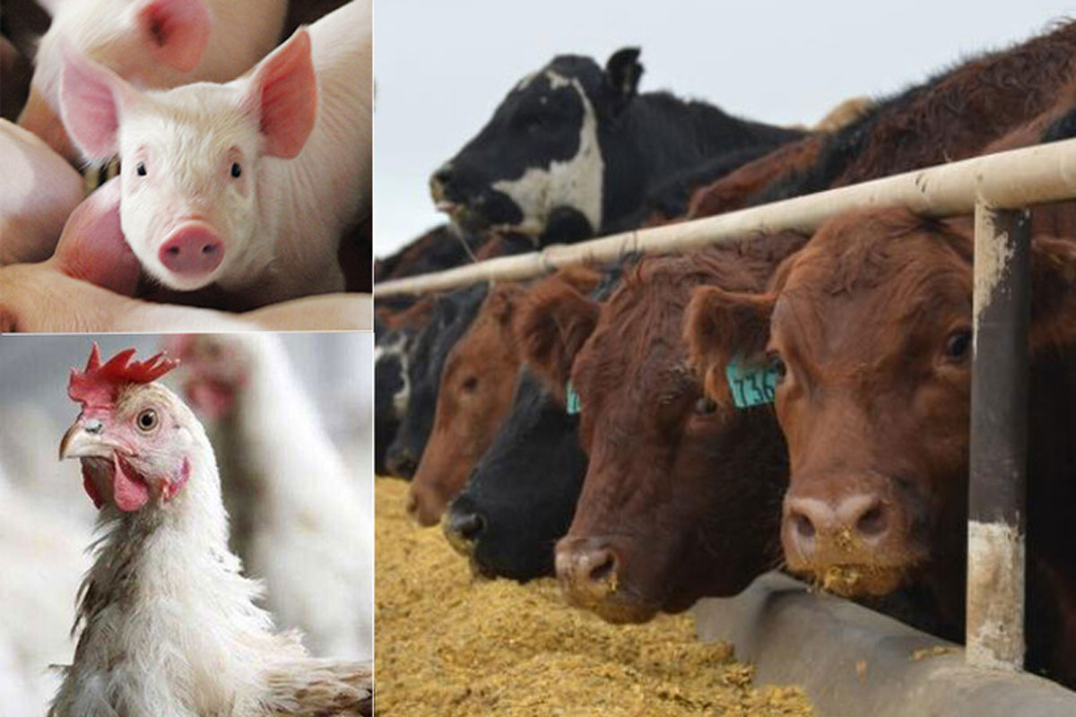 livestock 100220
