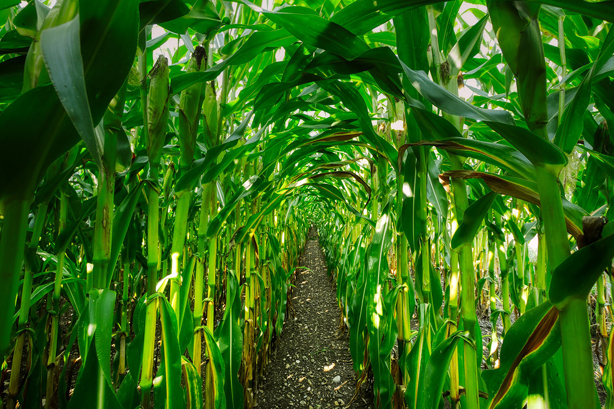 corn field