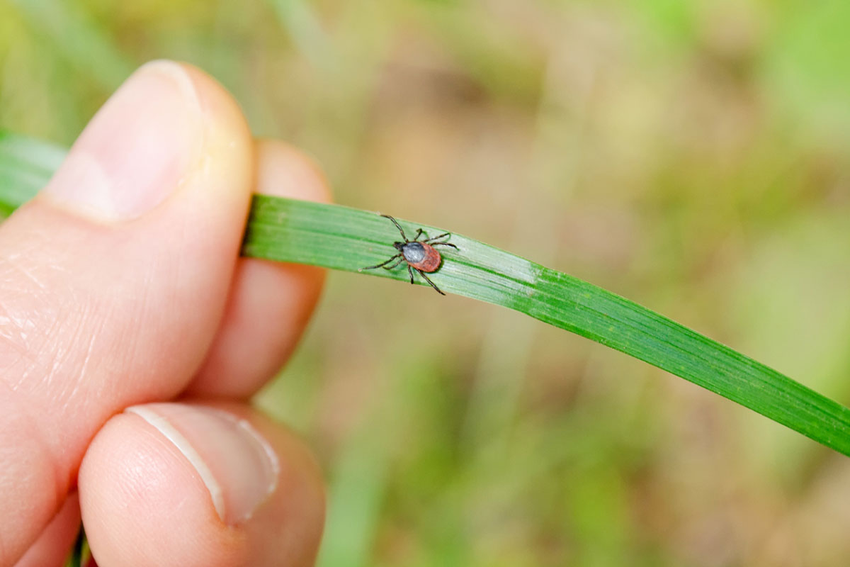 lymedisease 092921