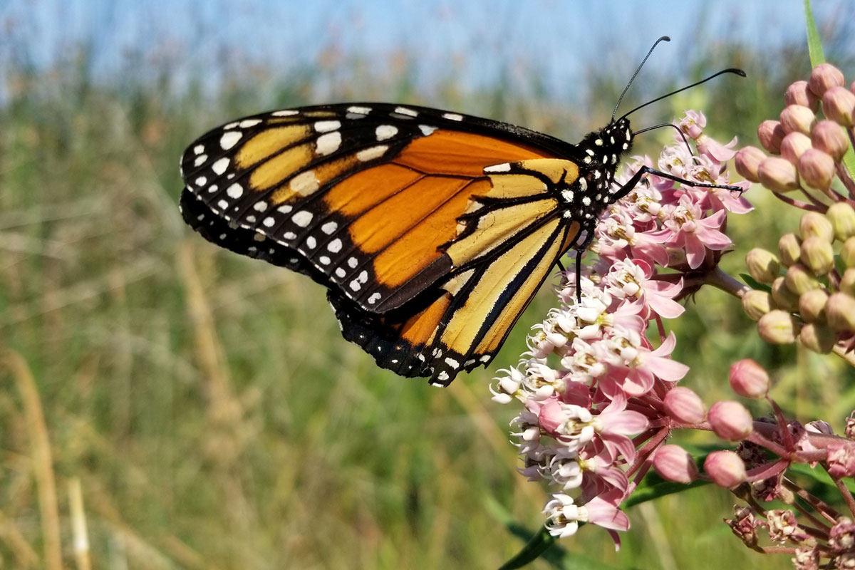monarch 031221