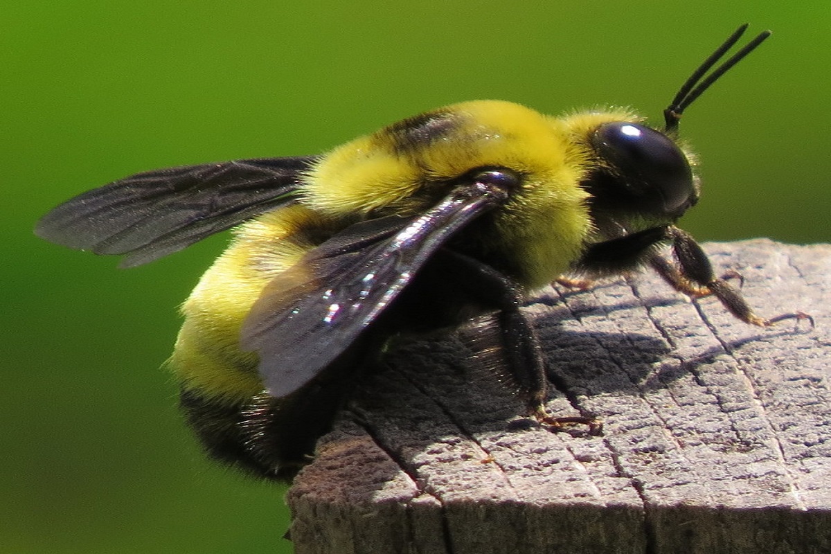 (Photo) Black and Gold Bumblebee – and known as Bombus Auricomus