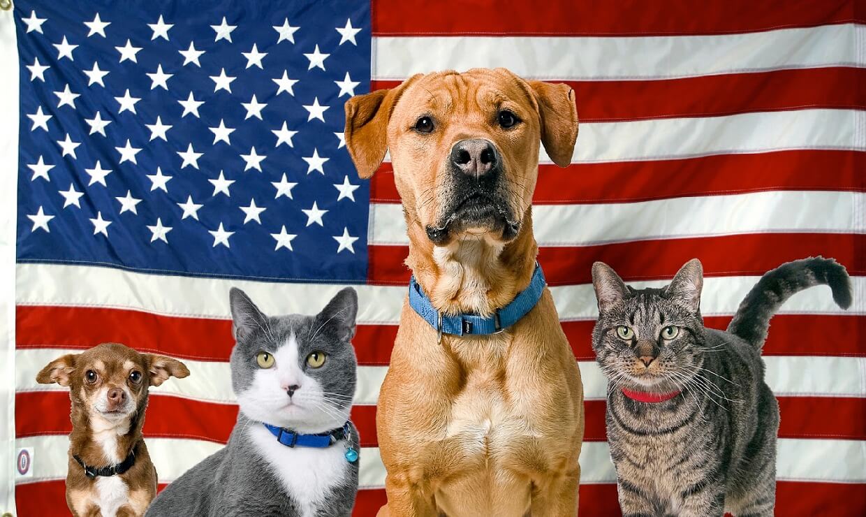 pets